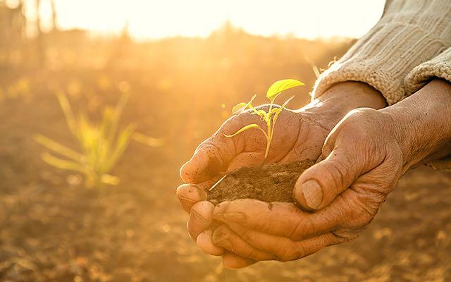 Photo of two cupped hands holding a small plant in dirt