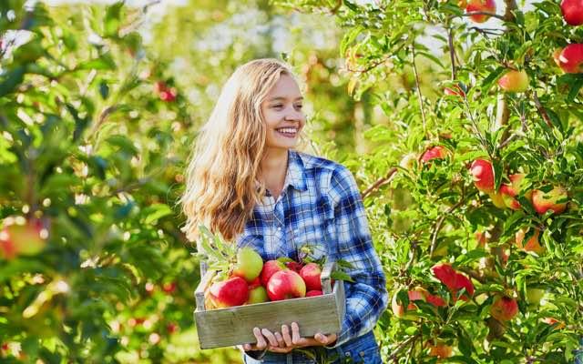 Photo of a woman standing in an orchard on a bright sunny day, holding a box of apples